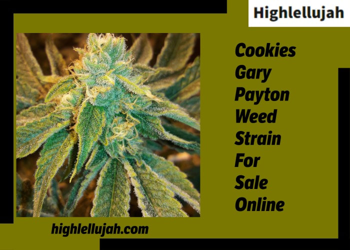 Cookies Gary Payton Weed Strain For Sale Online
